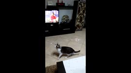 Cat catching flies