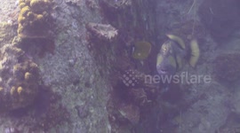 Triggerfish attack in Koh Tao, Thailand