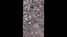 Mini migration: Why did the ants cross the road?