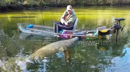 Rare manatee pushes canoe