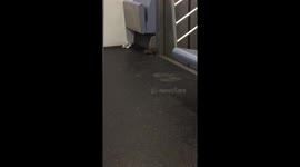 Rat Riding Inside a NYC Subway Car
