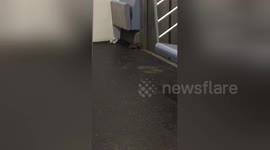 Newsflare Edit - Rat Riding Inside a NYC Subway Car
