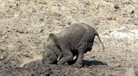 Too cute! Baby elephant just loves the mud