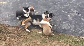 Corgi pups use Australian Shepherd as chew toy