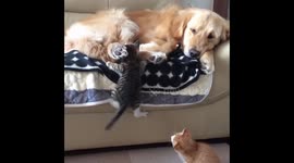 baby kitten climbing to Golden retriever