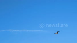 Seagull & man struggles to walk in Camber Sands High Winds