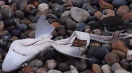 Dogfish being eaten by Hastings Shore Birds
