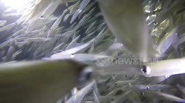 Redondo Beach Squid Swarm