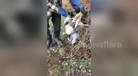 Farmer rescues hawk trapped in barbed wire fence