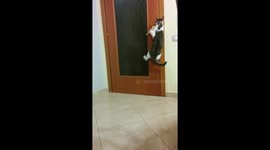 Cat opening the door