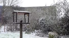 Snow in belgium, birds search for food