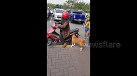 Newsflare Edit - Dog jumps on back of motorbike for a ride