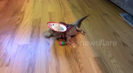 Lizard in Mexican sombrero with maracas