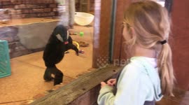 Monkey playing with girl at the zoo