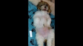 Gizmo the Shih Tzu puppy sound asleep, sticking out his tongue