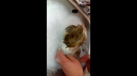 Gizmo having his first bath, 10 weeks old. I used baby scented puppy shampoo, it smells lovely.