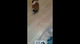 Gizmo the Shih Tzu puppy now 9 weeks old, playing fetch