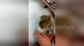 Newsflare Edit - Gizmo having his first bath, 10 weeks old. I used baby scented puppy shampoo, it smells lovely.