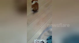 Newsflare Edit - Gizmo the Shih Tzu puppy now 9 weeks old, playing fetch