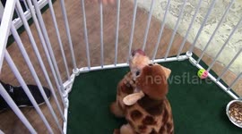 THE UNIQUE TRENDS DYEING A DIFFICULTY DOG FEATHER