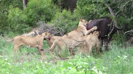 Epic Battle between Brave Buffalo and eight lions