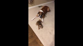 Our new English Bulldog puppy Clark meeting Baxter his big brother! However, Baxter is a bit scared of him.