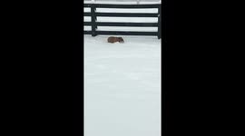 Bulldog in Chicago snowstorm!