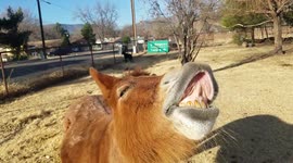 Mini mule puts on the goofiest toothy grin on command