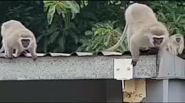 RAW: Rehabilitated wild monkey gets huge hug from family when released