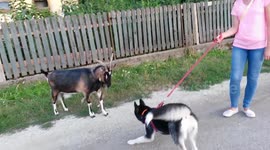 Husky and her new friend