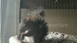 Squirrel Savors Berries