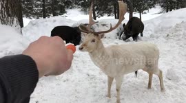 Canadian feeds rare albino deer