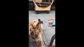 Dog drinking from water bottle