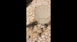 Grashopper is getting some water