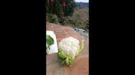 Pug eating cauliflower