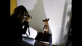 Model dog poses perfectly for fashion photographer