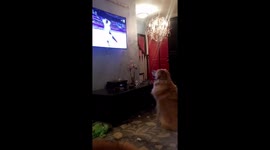 Golden Retriever Loves Olympic Ice Dancing