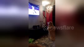 Newsflare Edit - Golden Retriever Loves Olympic Ice Dancing
