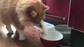 Ever seen a cat eat like this