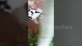 15 Day Old Pup Trapped in a Cave