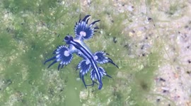 Footage shows stunning rare