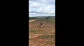 Lioness carrying her cub in her mouth