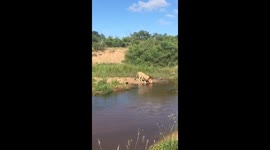 Lioness drinking in the Sand River