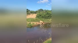 Newsflare Edit - Lioness drinking in the Sand River