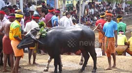 India’s top court refuses immediate ban on controversial buffalo race