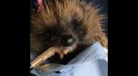 Hand Feeding a hedgehog