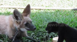 Rescued maned wolf pup and baby black jaguar: friends or foes?