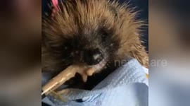 Newsflare Edit - Hand Feeding a hedgehog