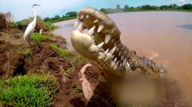 Up-close footage of a guide hand-feeding a 16-foot-long croc