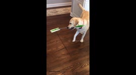 Dog sweeping up his own fur with a Swiffer